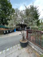 Für Garten/Terasse/Großer Olivenbaum Nürnberg (Mittelfr) - Mitte Vorschau