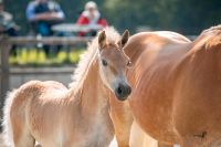 Hengstanwärter Haflinger Edelbluthaflinger Hengst Niedersachsen - Edewecht Vorschau