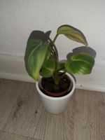 Philodendron gloriosum Rheinland-Pfalz - Mendig Vorschau