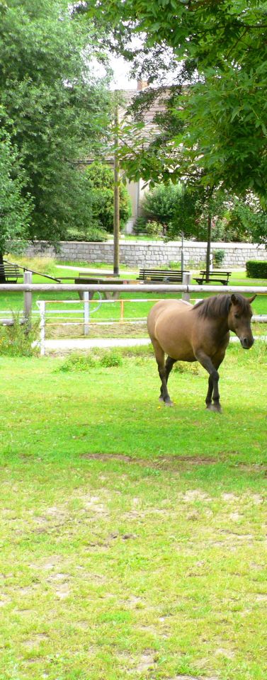 Pferd / Stute zu verkaufen in Hochkirch