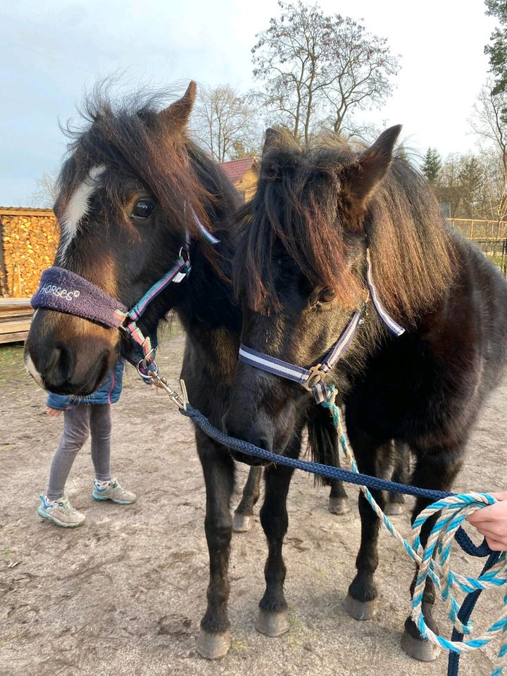 Kleine Welsh Ponyherde in Zehdenick