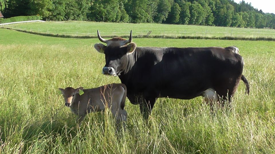 Rätisches Grauvieh/Jersey Färse in Schnaitsee