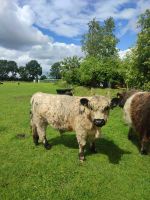 Galloway Bullen-Jungbullen-Deckbullen Schleswig-Holstein - Hohenlockstedt Vorschau