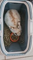 Kaninchen gefunden Nordrhein-Westfalen - Alsdorf Vorschau