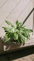 Funke/Hosta Patriot Bayern - Augsburg Vorschau