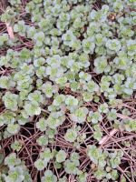 Sedum Bodendecker Thüringen - Gerstungen Vorschau