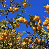 Poncirus Trifoliata winterhart Bitterorange Dreiblättrige Zitrone Baden-Württemberg - Tauberbischofsheim Vorschau