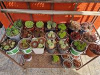 Pfanzen Hauswurz Sempervivum Bayern - Edling Vorschau