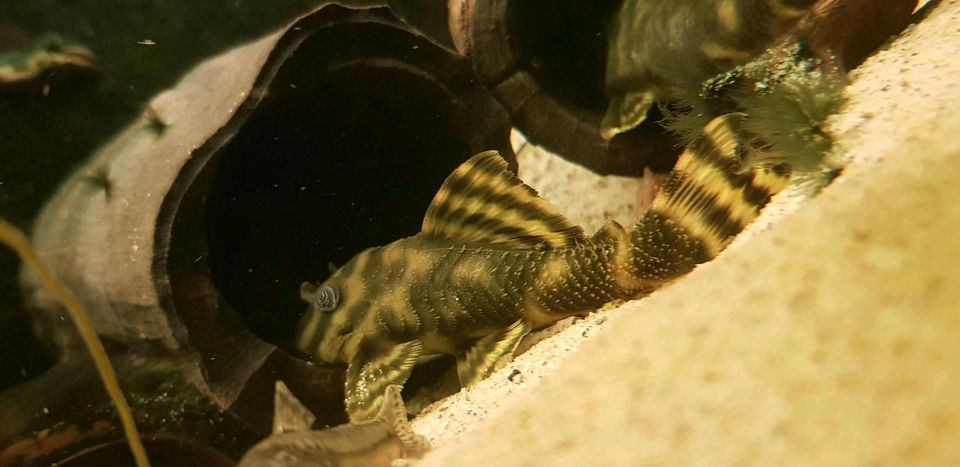 Gebe Peckoltia vittata (L15)  NZ  ab!!! in Großröhrsdorf