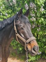 Inky dinky Sattel gesucht !!! Rheinland-Pfalz - Lörzweiler Vorschau