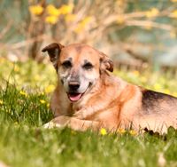 TARA Mischling Tierschutz Hund Hündin Hessen - Haunetal Vorschau