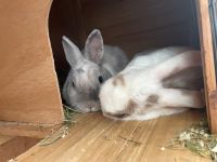 Zwei Kaninchen, Alice und Casper, suchen ein neues Zuhause! Berlin - Spandau Vorschau