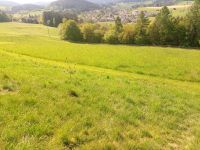 Gras, Heu, Wiese mähen, Futtergras Bayern - Zandt Vorschau