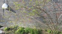Wildrose für wilde Hecke, wohl nicht als Solitärpflanze geeignet Duisburg - Rheinhausen Vorschau