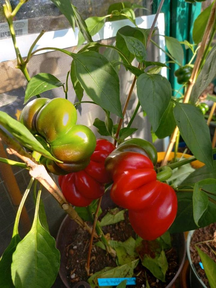 JUNGPFLANZEN TOMATEN CHILI PAPRIKA SETZLINGE in Hanerau-Hademarschen