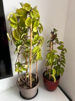 Hoya krinkle 8 xxxl Pflanzen mit viele knospen Berlin - Treptow Vorschau