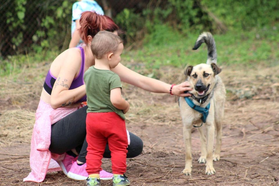 Oreo - Traumhund sucht Familie in Flensburg