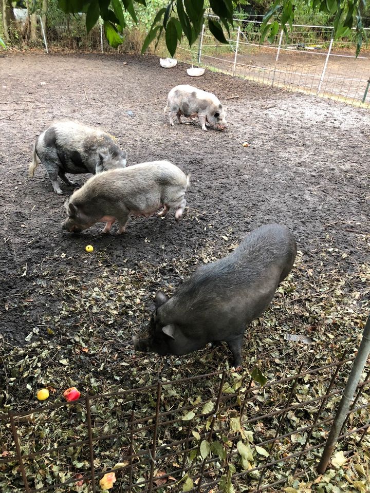 Mini Schweine Hängebauch Tea Cup in Weesby