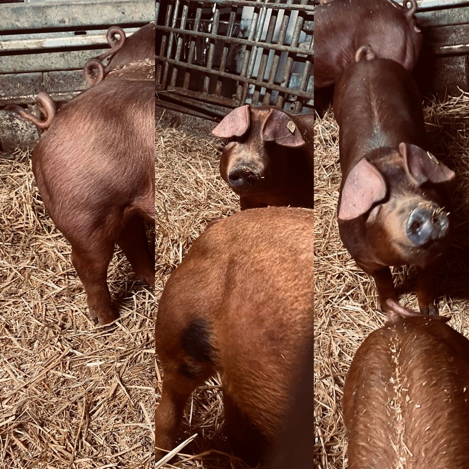 Duroc Schweinefleisch Regional Bauernhof Schwein in Neunkirchen-Seelscheid