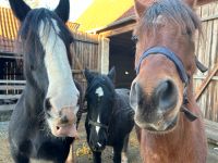 Laufstall, Offenstall, Paddocktrail für Huster/Allergiker Bayern - Stegaurach Vorschau