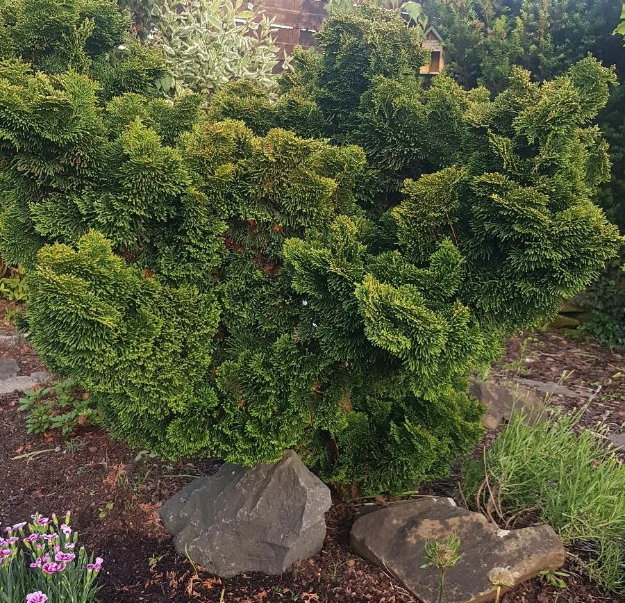 Garten Bäumchen Hecke in Troisdorf