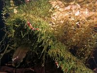 Aquarium Moos Vesicularia Christmas Aquascaping Pflanzen Nordrhein-Westfalen - Langenfeld Vorschau