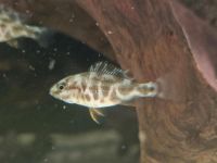Nimbochromis livingstonii Bayern - Wolferstadt Vorschau
