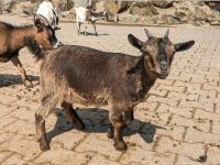 Liebe Zwergziegen ( weibliche Ziegen + Kastrate ) zu verkaufen Rheinland-Pfalz - Worms Vorschau