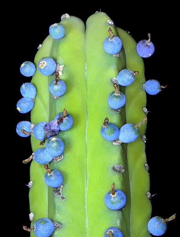 Heidelbeerkaktus - Myrtillocactus geometrizans in Waldenburg