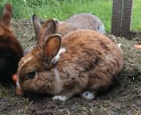 Zwergkaninchen Böcke, blaue Augen !, geimpft Brandenburg - Eichwalde Vorschau