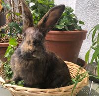 Jg weibliches Kaninchen Japanische Schecke Thüringen - Nobitz Vorschau