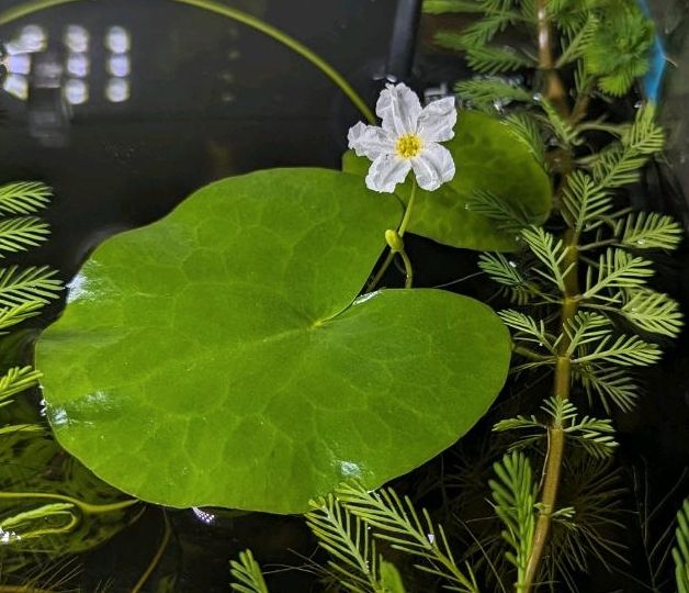 Aquarienpflanze Nymphoides sp. (wahrscheinlich cristata) in Varel