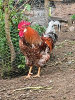 Hahn schwedisches Blumenhuhn Blumenhahn Bayern - Sulzdorf Vorschau