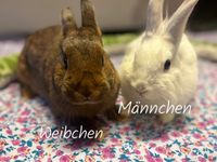 Kaninchenpaar abzugeben ( beide zsm. 10€ ) Hessen - Eschborn Vorschau