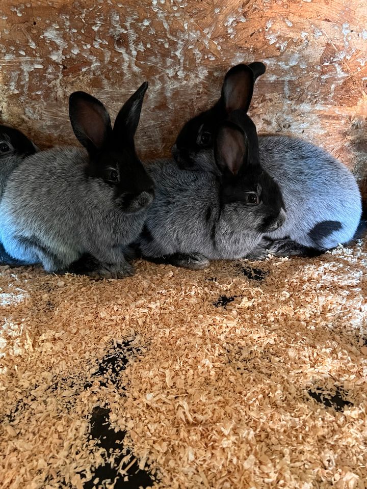 Helle Groß Silber Kaninchen zu verkaufen in Schellerten