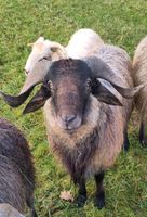 Alpiner Steinschafbock Bayern - Spalt Vorschau