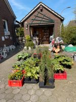 Pflanzen zu verkaufen Nordrhein-Westfalen - Rosendahl Vorschau