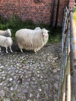 Schafwolle, Rohwolle von Moorschnucken zum Filzen und Spinnen Schleswig-Holstein - Kollmar Vorschau
