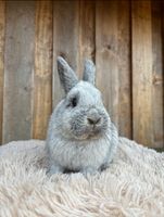 Kaninchen,Hase,Farbenzwerg,tätowiert Bayern - Neureichenau Vorschau