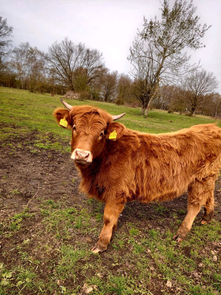 Highland Cattle, Rinder Robustrinder Absetzer Mutterkuh Bulle in Stelle