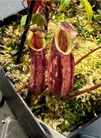 Nepenthes glabrata Baden-Württemberg - Weinheim Vorschau