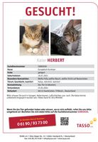 Katze gesucht Saarbrücken-Mitte - St Johann Vorschau