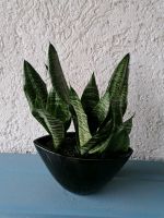 Sansevieria 3 Bogenhanf in Pflanzgefäß Baden-Württemberg - Münsingen Vorschau