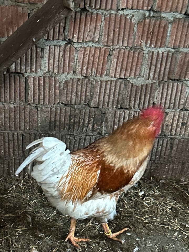 Hahn abzugeben in Elbe-Parey