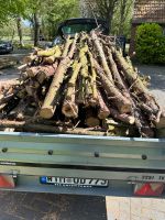 Stammholz gegen kleine Spende abzugeben Niedersachsen - Blomberg Vorschau