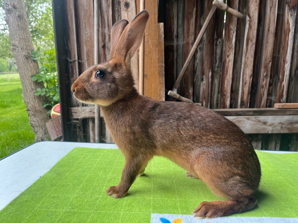 Hasenkaninchen Rotbraun Hasen Kaninchen junge Hasen Rammler in Erding