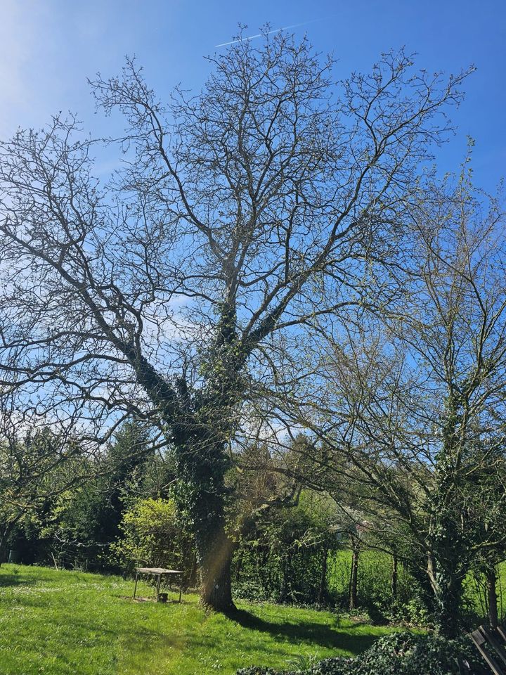 Großes Gartengrundstück / Freizeitgrundstück in Pforzheim