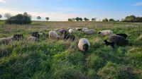Biete Landschaftspflege mit Schafen und Ziegen, Rent a Sheep Nordrhein-Westfalen - Petershagen Vorschau