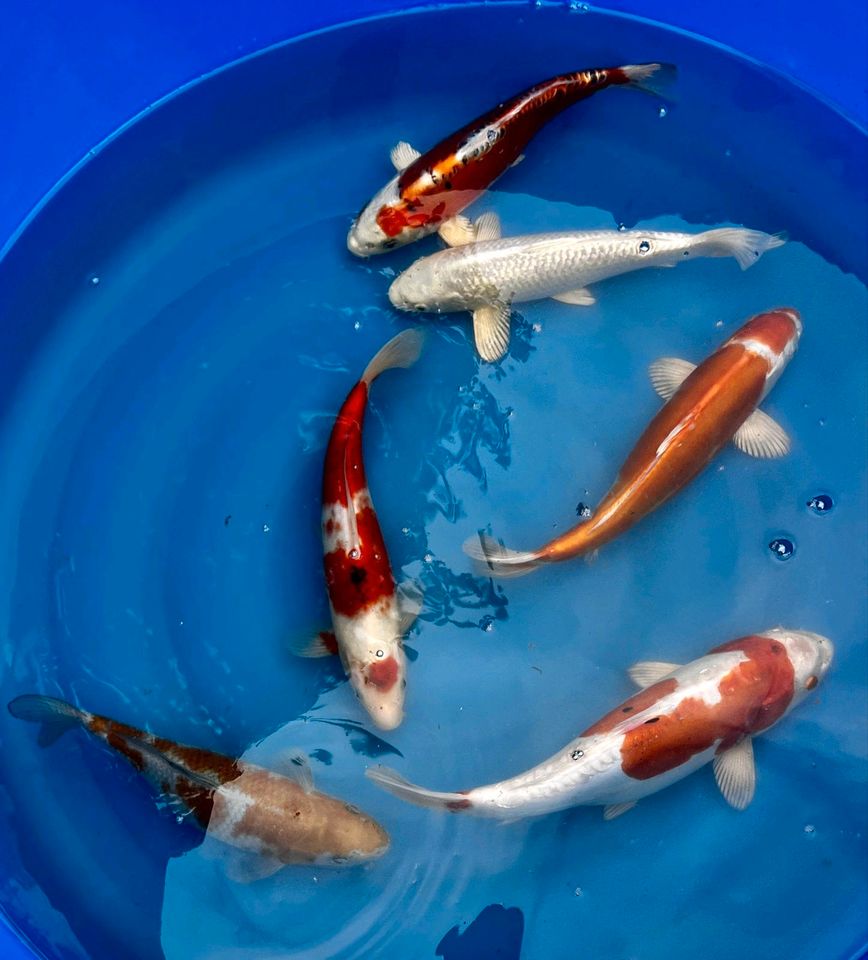 Tosai Koi 16 - 20cm in Sünching