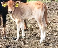 Zwergzebu Kalb Bulle Tausch??? Brandenburg - Plessa Vorschau